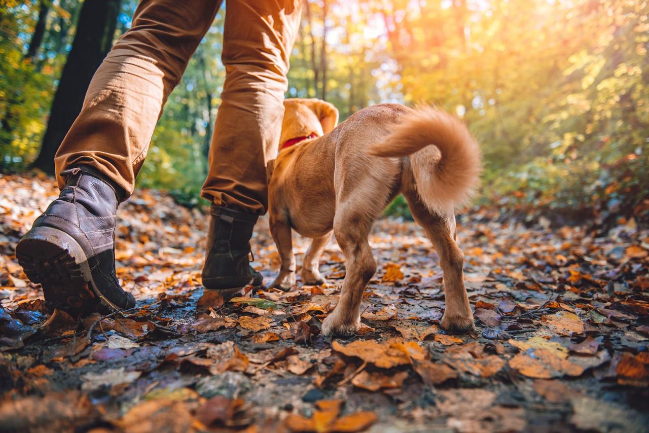 Dog-friendly hiking trails near me with shaded areas and water sources