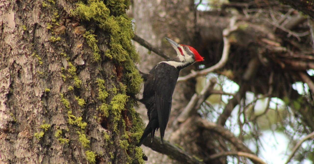 Quiet and secluded nature trails for bird watching near me