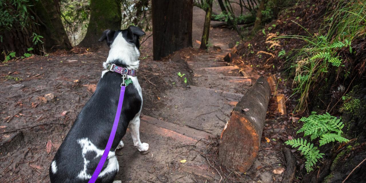 Dog-friendly hiking trails near me with shaded areas and water sources