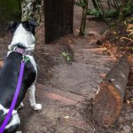 Dog-friendly hiking trails near me with shaded areas and water sources